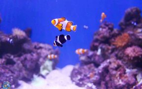 Nemo, peixe palhaço no AquaRio
