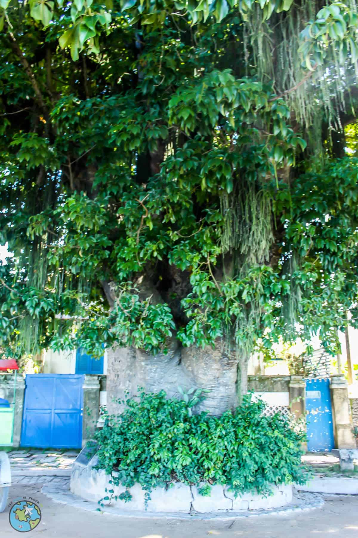 Árvore Maria Gorda baobá centenário