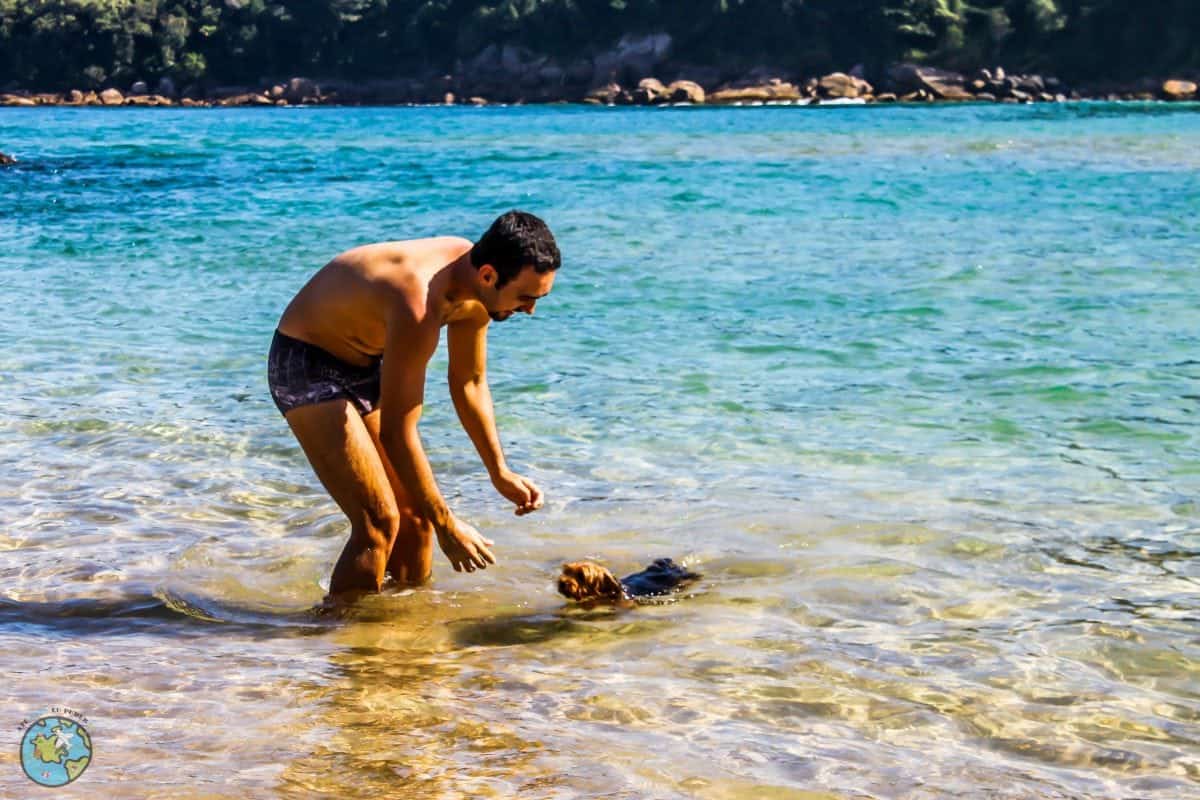 cachorro na praia mergulhando Viajar com cachorro
