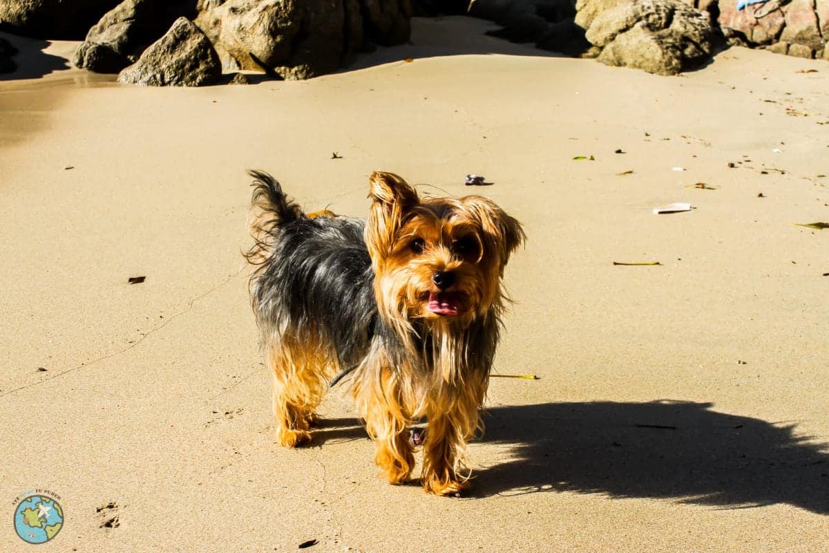 cachorro na praia viajar com cachorro