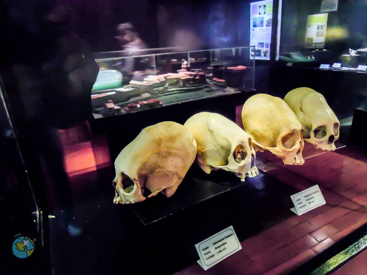 Exposição de crânios para mostrar o formato da cabeça no museo de sitio del qoricancha em cusco