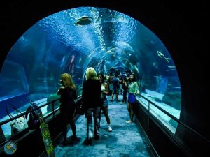 Entrada para o túnel de vidro que passa por dentro do maior tanque do AquaRio, permitindo uma visão 3d da vida marinha