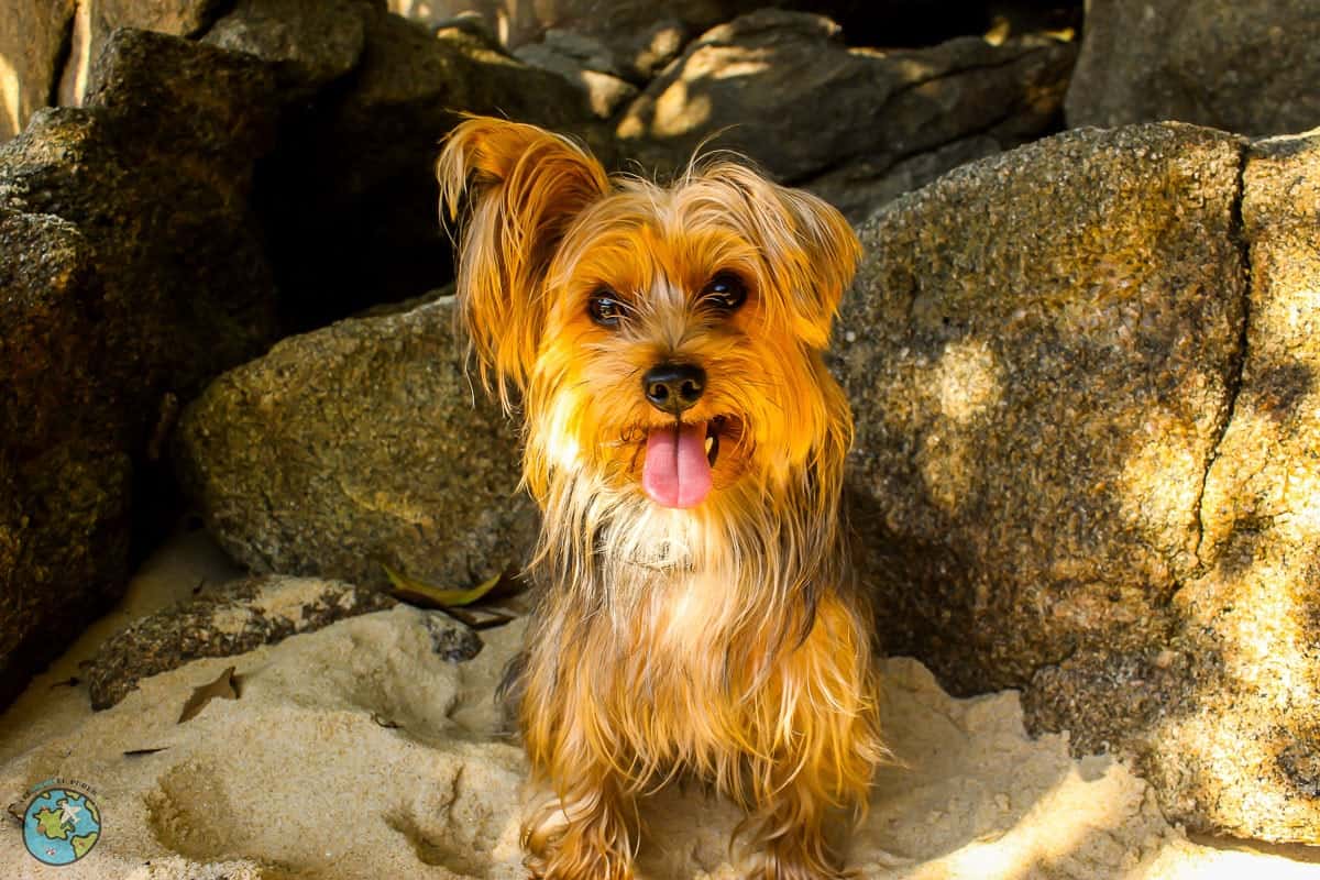 OS MELHORES VACILOS DE ANIMAIS EM ÁGUAS 