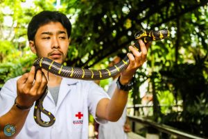 Apresentação de cobras da Snake Farm em bangkok