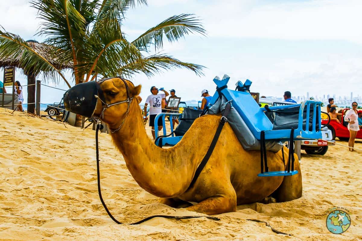 Parada do camelo. pontos turísticos de Natal