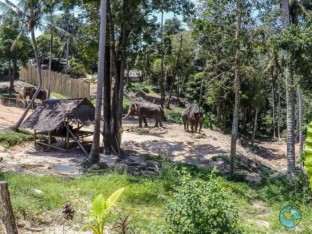 elefantes na Ilha de Koh Panghan na Tailândia