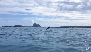 Canoa Havaiana Fernando de Noronha golfinhos 